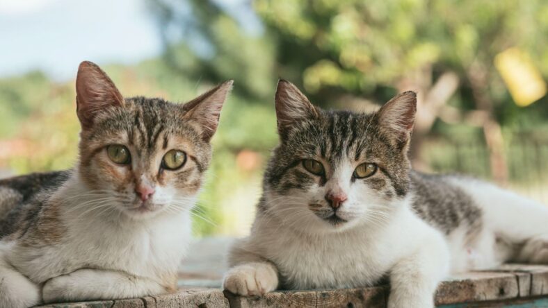 Most Affordable Cat Breeds Main Unsplash